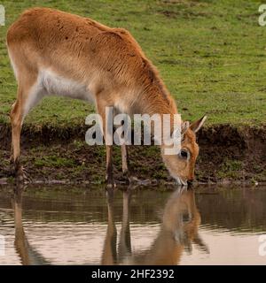 Female Lechwe drinking from the water hole and reflected in the water Stock Photo