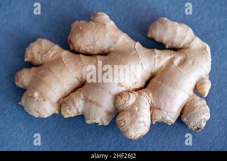 Fresh ginger roots against a light blue background, the rhizome of the Zingiber officinale, delicious edible plant used in various dishes Stock Photo