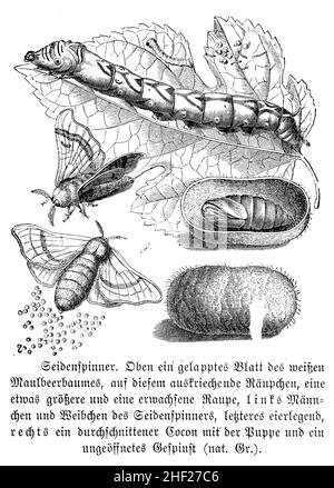 silk moth, Bombyx mori, anonym (zoology book, 1889), Seepolyp, Bombyx du mûrier Stock Photo