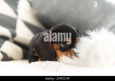 Cute small sausage dog 10 weeks old on the grey sofa indoor Stock Photo