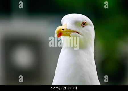a close up portrait image of a wild seagull sitting on a car Stock Photo
