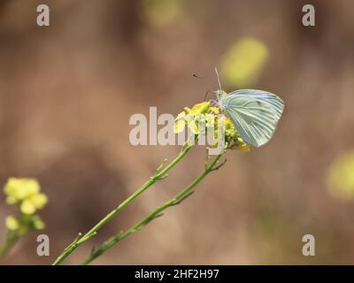Checkered White Butterfly nectaring on a mustard flower Stock Photo
