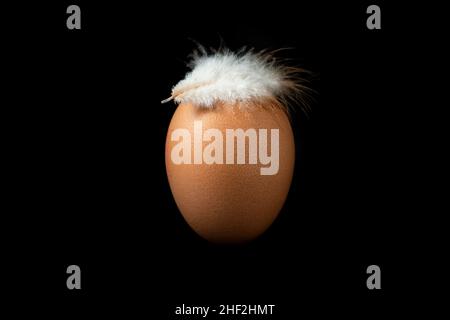 Brown egg with a white chicken feather on it, isolated over black background, flat lighting Stock Photo