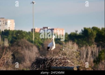 Stork perched on one leg in its nest with city buildings behind Stock Photo