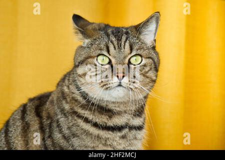 Portrait of tabby grey cat on yellow background. Cute funny curious pet. Domestic cat muzzle close-up. Stock Photo