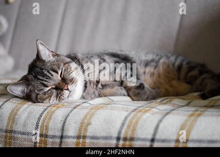 Lazy tabby grey cat sleeping on the sofa. Domestic cat relaxing. Stock Photo