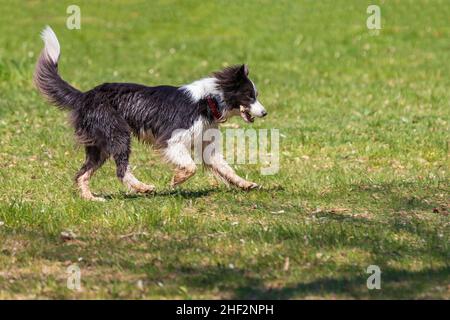 Border Collie runs on a green lawn in sunny weather. Stock Photo