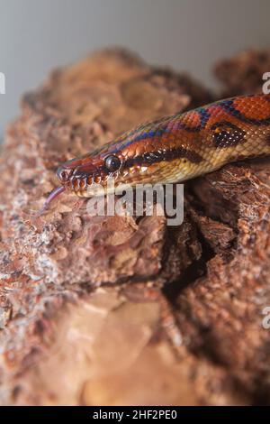 Rainbow Boa Snake - Epicrates cenchria cenchria climbs the bark of a tree and has its tongue out. Stock Photo