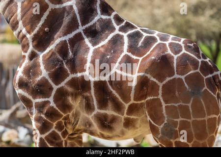 Detail of giraffe skin structure. The body of a giraffe is visible. Stock Photo