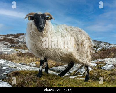 One Scottish sheep ewe with black face, horns and long, shaggy white woolly fleece standing on rocky hillside, Isle of Lewis, Scotland, UK Stock Photo