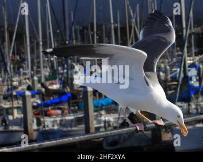 Focuse on lone sea gull landing on a rail Stock Photo