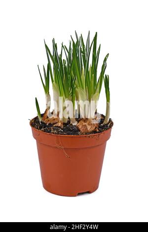 Potted 'Crocus Vernus' spring flowers not yet in bloom on white background Stock Photo