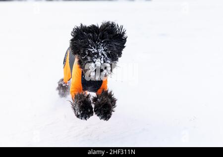 A black labradoodle dog in an orange protector cover is running and jumping in fresh white powder snow Stock Photo