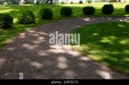 A row of thuja trees spherical thuja Danica shrubs in the city park Stock Photo