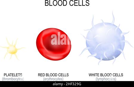Blood cells type. Platelet or Thrombocyte, White blood cell or Lymphocyte, and Red blood cell or Erythrocyte. Vector poster Stock Vector