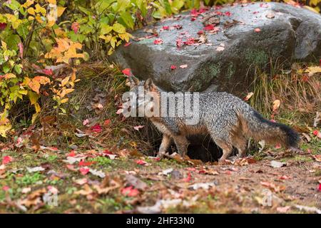 Grey Fox (Urocyon cinereoargenteus) Stands Next to Rock Den Autumn - captive animal Stock Photo