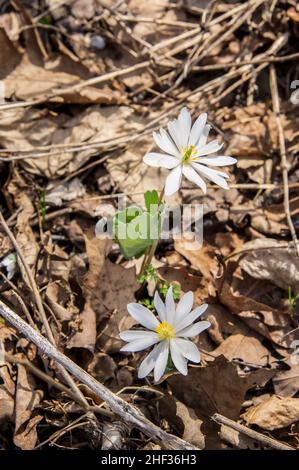 Bloodroot flowers and one leaf (Sanguinaria canadensis) grow out of leaf litter in the Shenandoah National Park, off Skyline Drive in early April. Stock Photo
