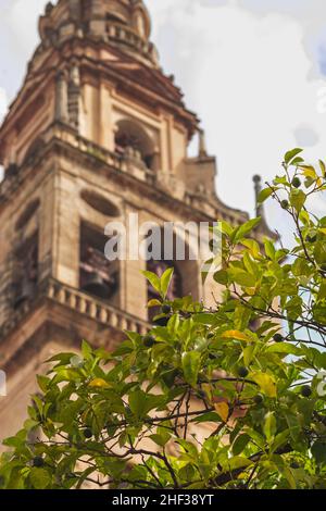 Detalle de la rama de un Naranjo con la Torre-Minarete detrás, en el Patio de los Naranjos de la Mezquita-Catedral de Córdoba, España Stock Photo