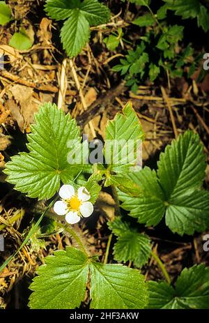Barren Strawberry  Potentilla sterilis Low spreading herbaceous perennial in grassland and open woods a member of the rose family rosaceae Stock Photo