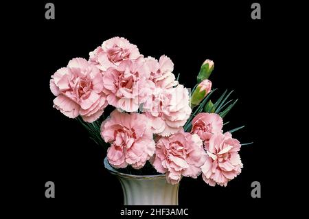 Close up of a bunch of Dianthus Doris in a small vase and set against a black background.  Also called Carnation or Pink. Stock Photo