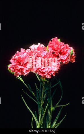 Close up of Dianthus Devon Pride flowers set against black background An evergreen perennial that is fully hardy. Also called Carnation or Pink Stock Photo