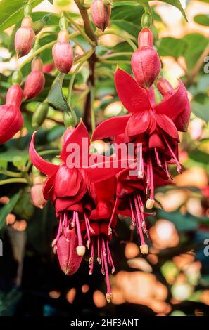 Fuchsia Casper Hauser a double upright fuchsia that is deciduous and frost hardy. Stock Photo