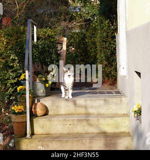 white and brown cat sitting on doorstep of the house waiting for entrance Stock Photo