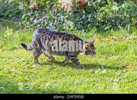 cat strolls around in the garden under the sun Stock Photo