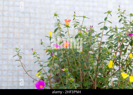 garden with known flowers at eleven hours (Portulaca grandiflora) in Rio de Janeiro. Stock Photo