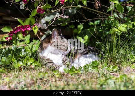 Cat lying on the grass. Selective focus. Stock Photo