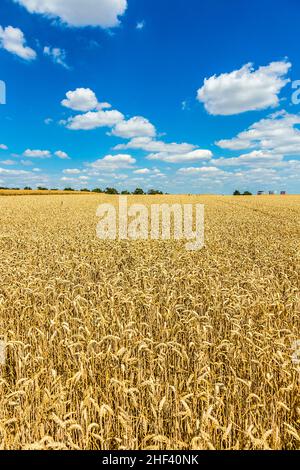 Golden, ripe wheat against blue sky background Stock Photo