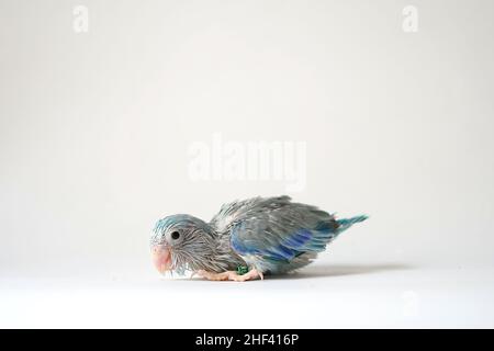 newborn baby parakeets