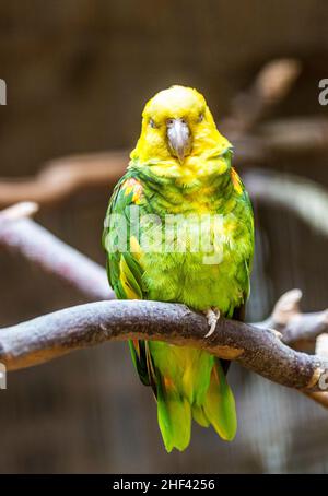 parakeet sits on a branch of the tree in the sun Stock Photo