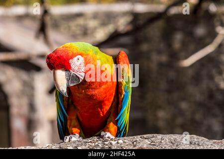 Macaw sitting perched on a bench of a tree Stock Photo