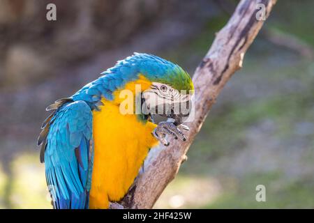 Macaw sitting perched on a bench of a tree Stock Photo