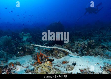 Chinese Sea Krait Laticauda semifasciata Stock Photo