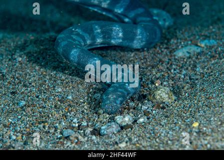 Marine File Snake Acrochordus granulatus Stock Photo