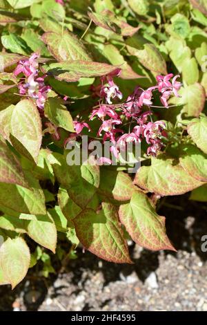 Red Barrenwort Epimedium alpinum Stock Photo