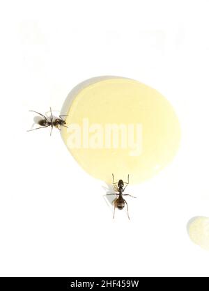 The black garden ant Lasius niger drinking from a droplet of orange juice Stock Photo