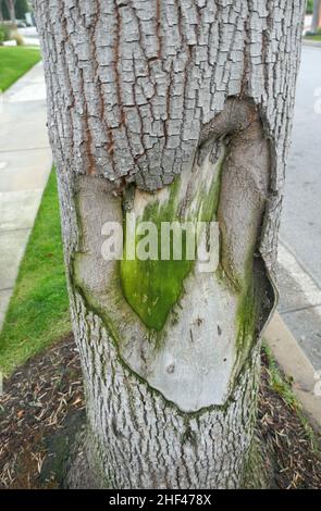 Beverly Hills, California, USA 7th January 2022 A general view of atmosphere of Tree on January 7, 2022 in Beverly Hills, California, USA. Photo by Barry King/Alamy Stock Photo Stock Photo