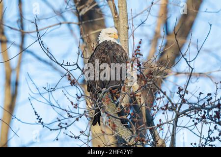 An adult bald eagle perched near the Mississippi River in Gladstone, Illinois Stock Photo