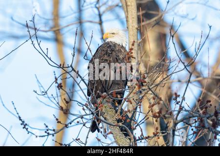 An adult bald eagle perched near the Mississippi River in Gladstone, Illinois Stock Photo