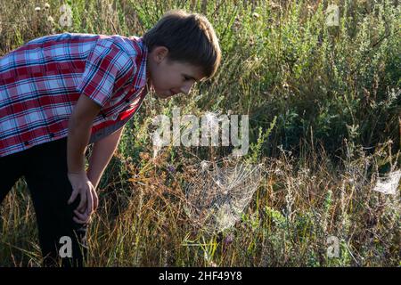 A little boy on the field looking at the spider's web. The concept of environmental conservation, the observation of insects in the natural environmen Stock Photo