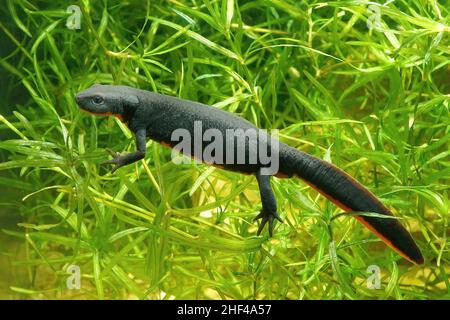 Closeup on an aquatic adult female Chinese fire-bellied newt, Cynops orientalis , underwater Stock Photo