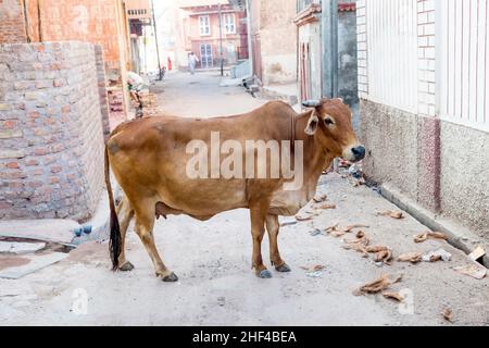 Sacred Cow in India feeding on garbage Stock Photo