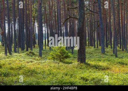 Sunbeams streaming through the pine trees and illuminating the young green foliage. Stock Photo