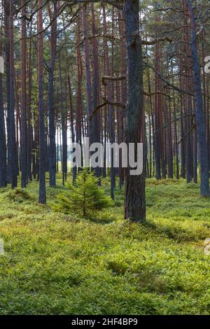 Sunbeams streaming through the pine trees and illuminating the young green foliage. Stock Photo