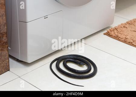 A poisonous black snake in the bathroom in the washbasin Stock Photo - Alamy