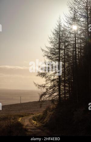 silhouette of pine trees in winter Stock Photo