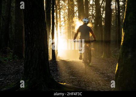 A man rides a mountain bike towards sunlight streaming through trees during the winter in Afan Forest in South Wales. Stock Photo
